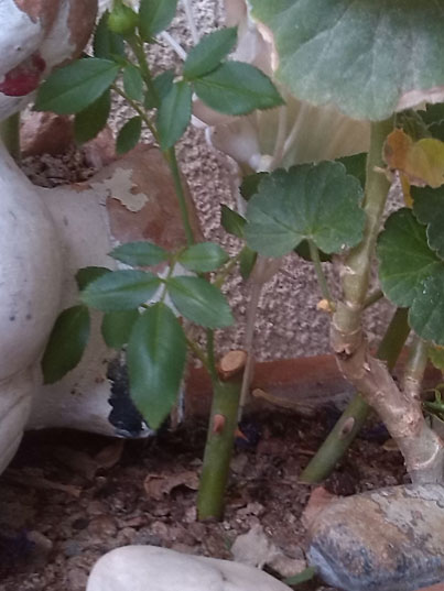 تصویر پرسش و پاسخ گیاه